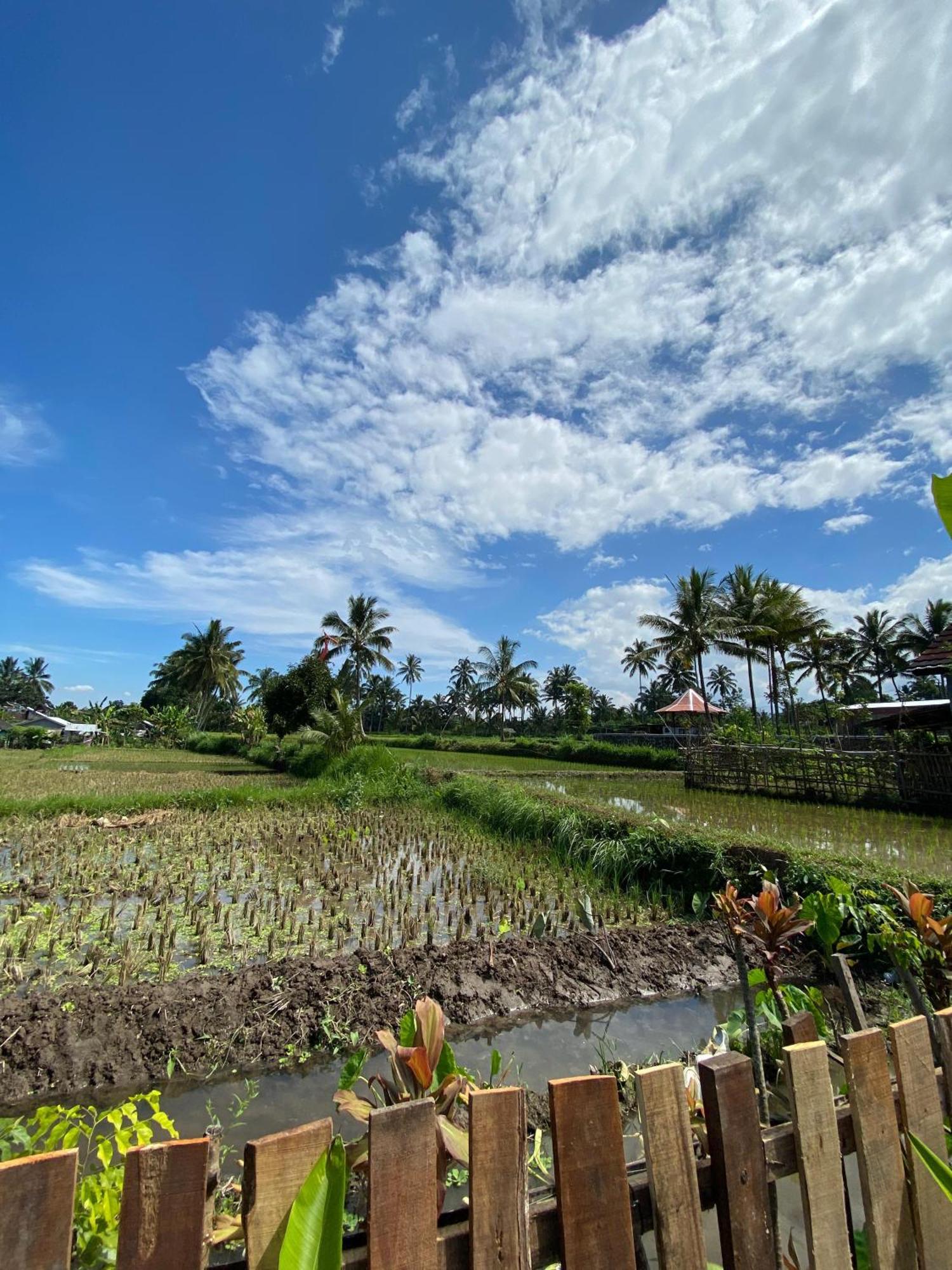 Alfarizi Homestay Tetebatu Ngoại thất bức ảnh
