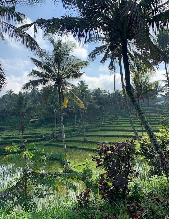 Alfarizi Homestay Tetebatu Ngoại thất bức ảnh