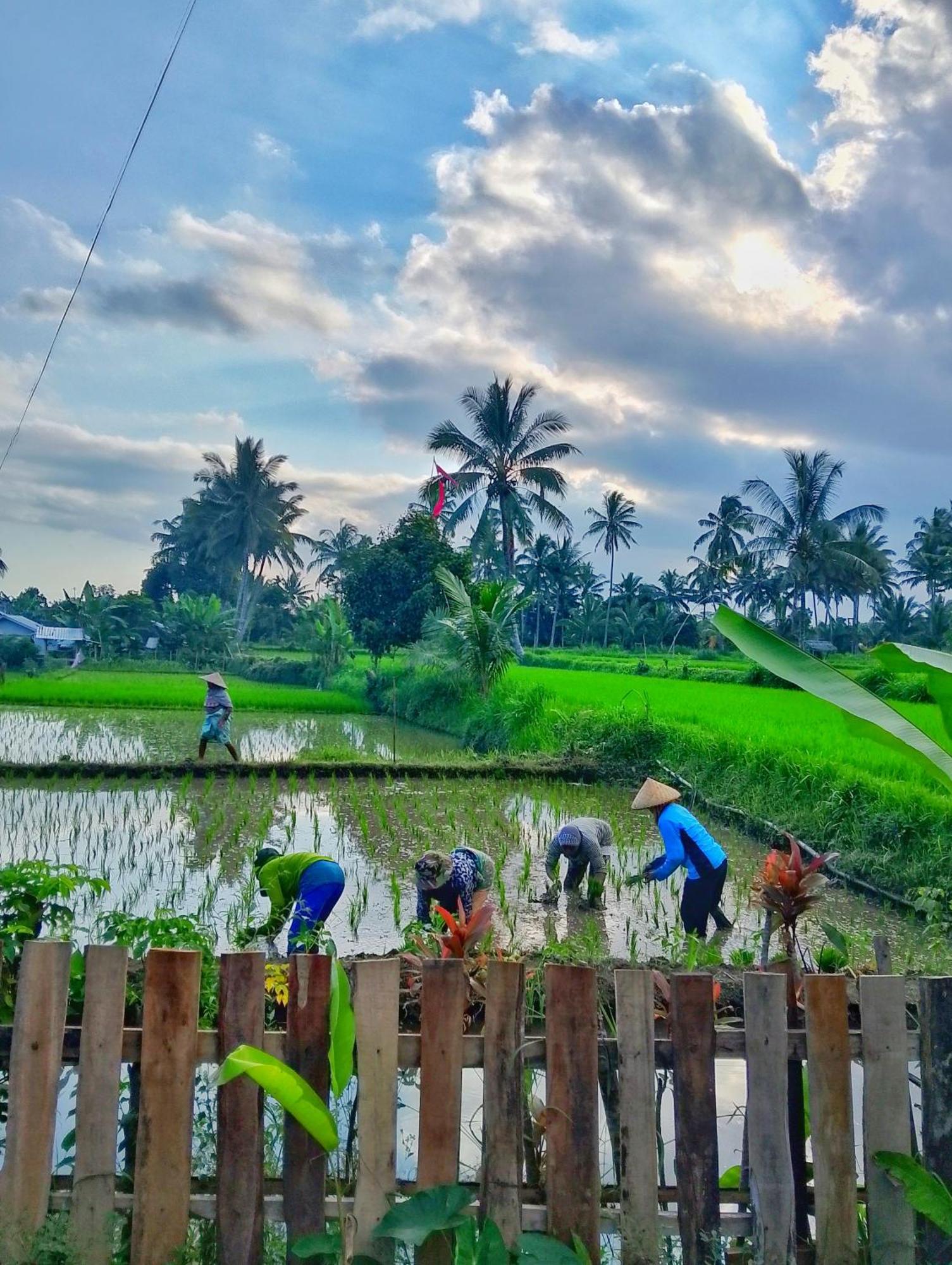 Alfarizi Homestay Tetebatu Ngoại thất bức ảnh